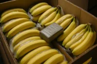 Kokain Funnet i Bananleverans till Coop