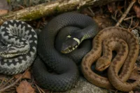 huggorm, snok och hasselsnok