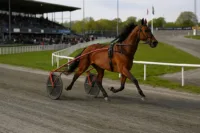 Häst skenade på Jägersro – flera till sjukhus