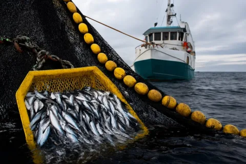 nya fiskekvoter i Östersjön