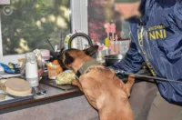 nätverk för syntetiska droger